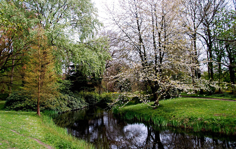 Blossoming Tree by River