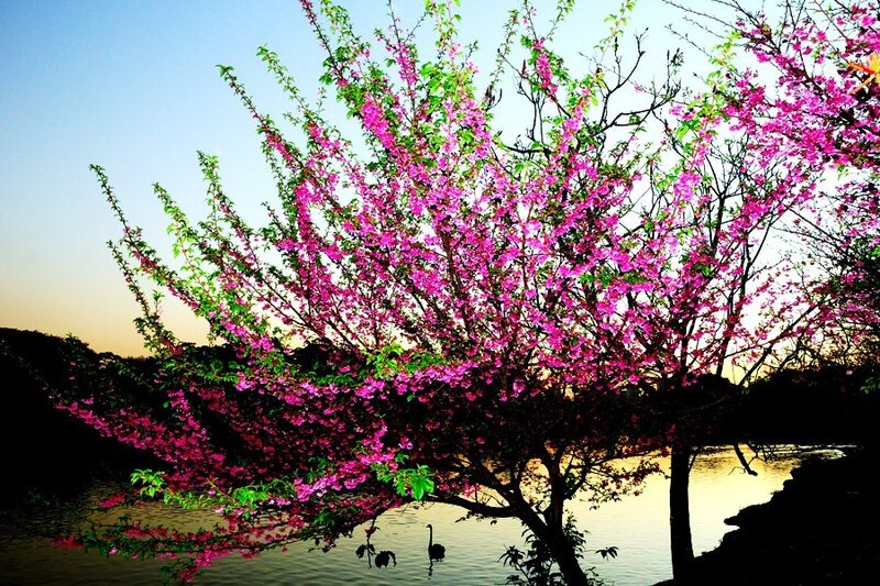 Blossoming tree by the lake
