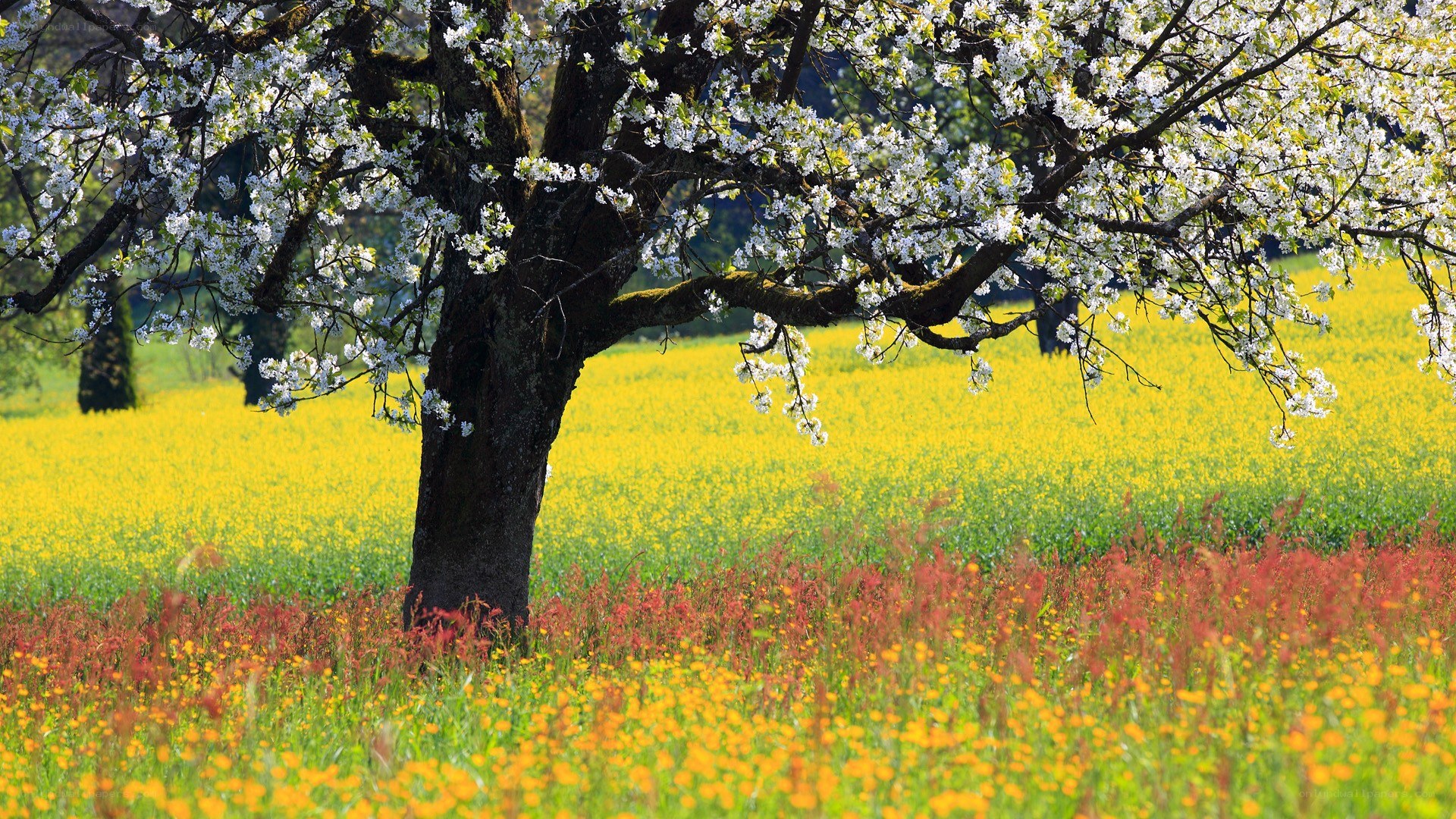 Blossoming tree in a colorful field