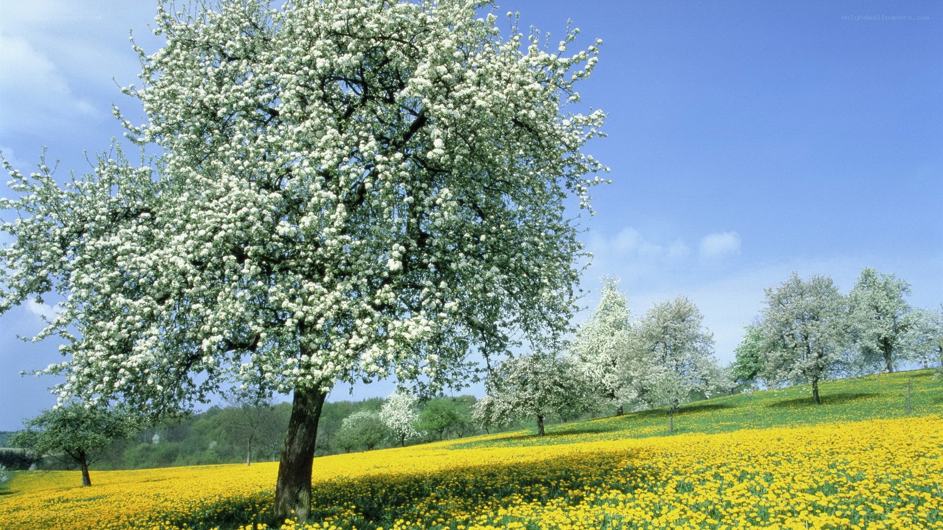 Blossoming tree in a dandelion field