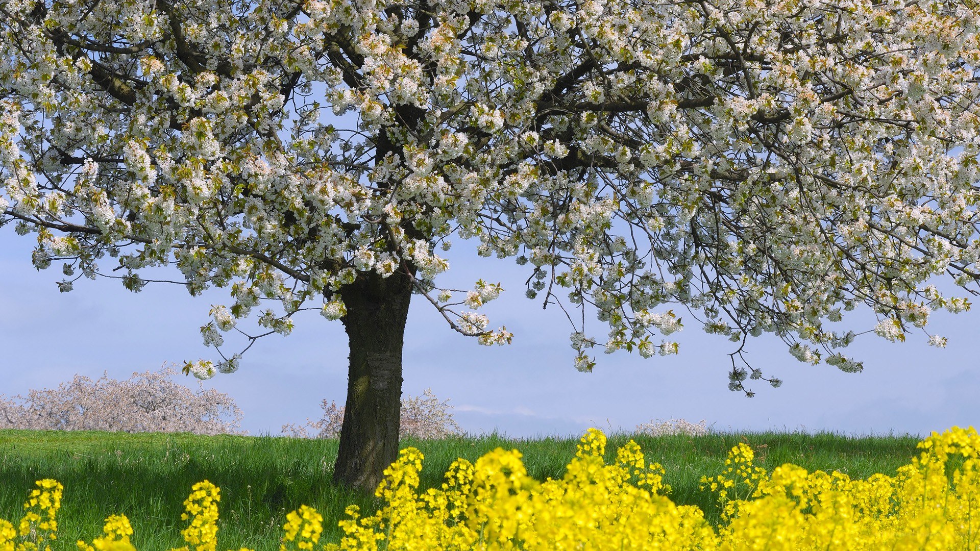 Blossoming tree in a field