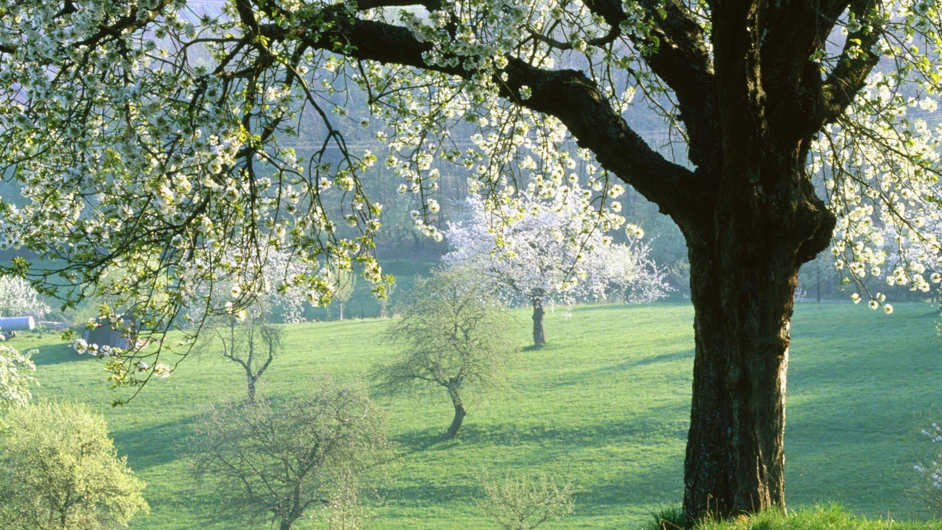 Blossoming tree in a green field