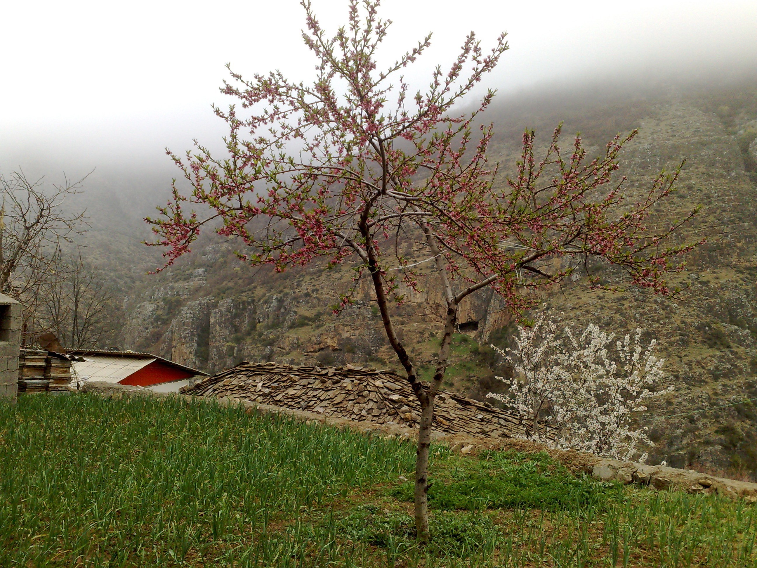 Blossoming tree in a misty valley