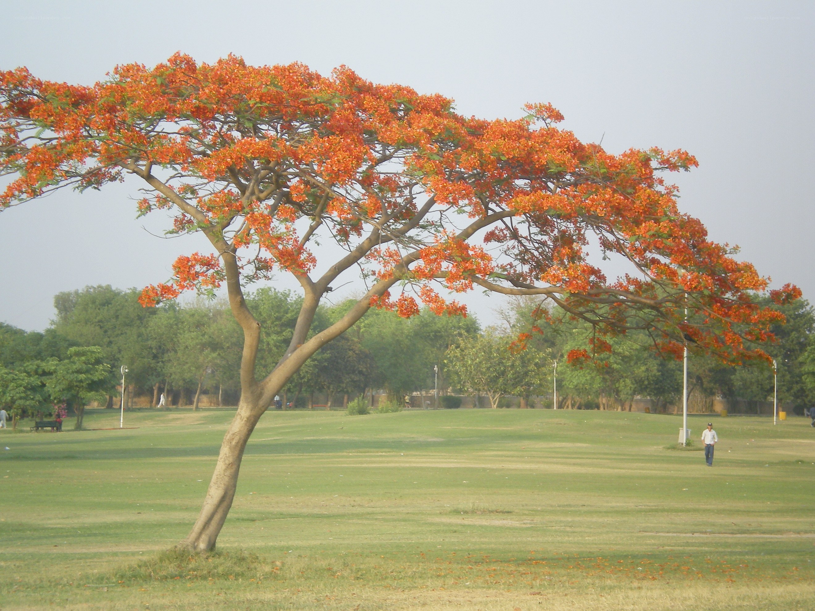 Blossoming tree in a park