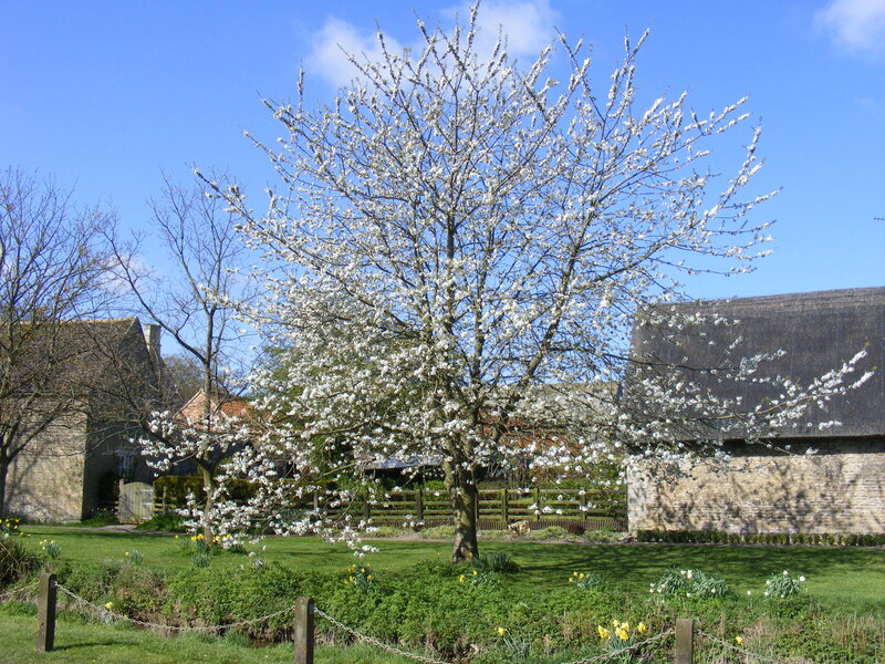 Blossoming tree in a village garden