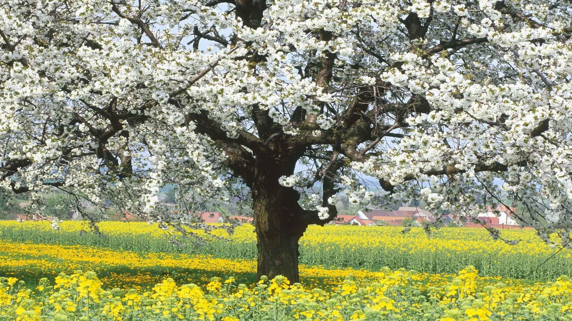 Blossoming tree in a yellow field