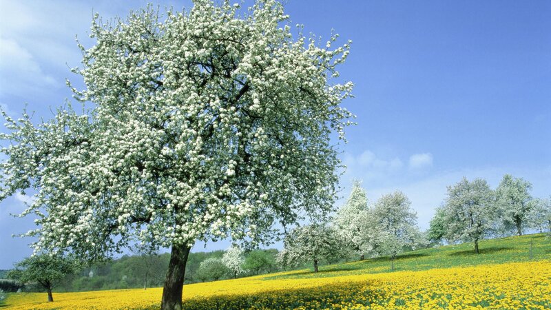 Blossoming tree in a yellow field
