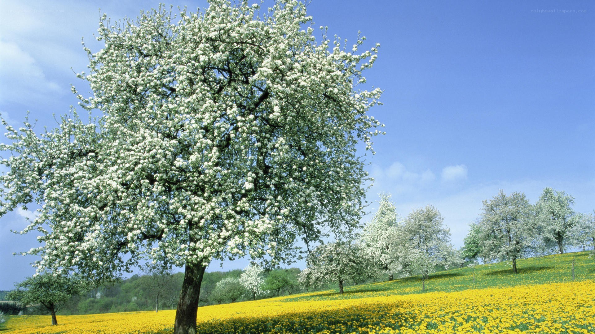 Blossoming tree in a yellow field