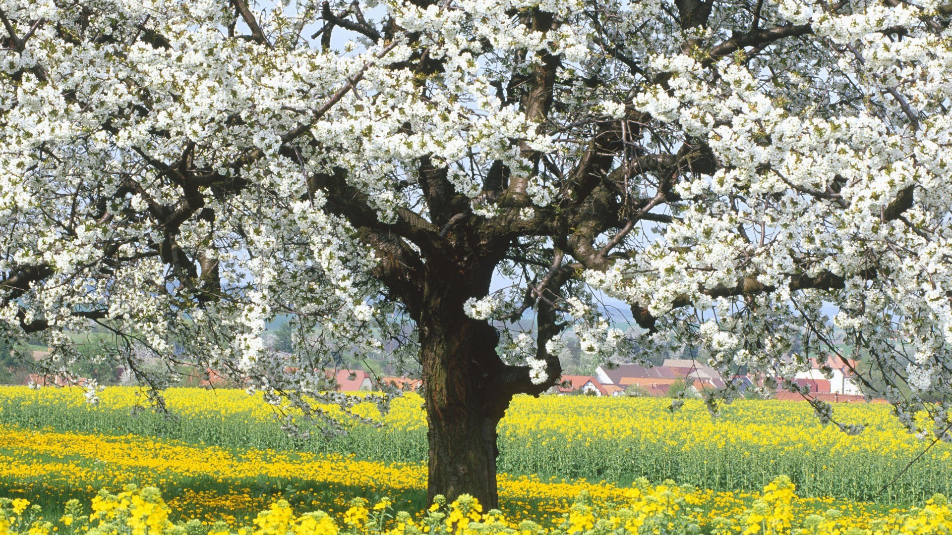 Blossoming tree in a yellow field