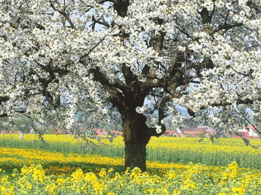 Blossoming tree in a yellow field