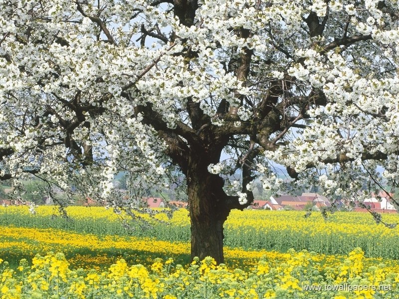 Blossoming tree in a yellow field