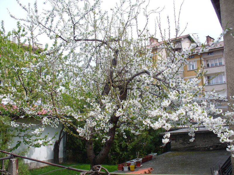 Blossoming tree in courtyard