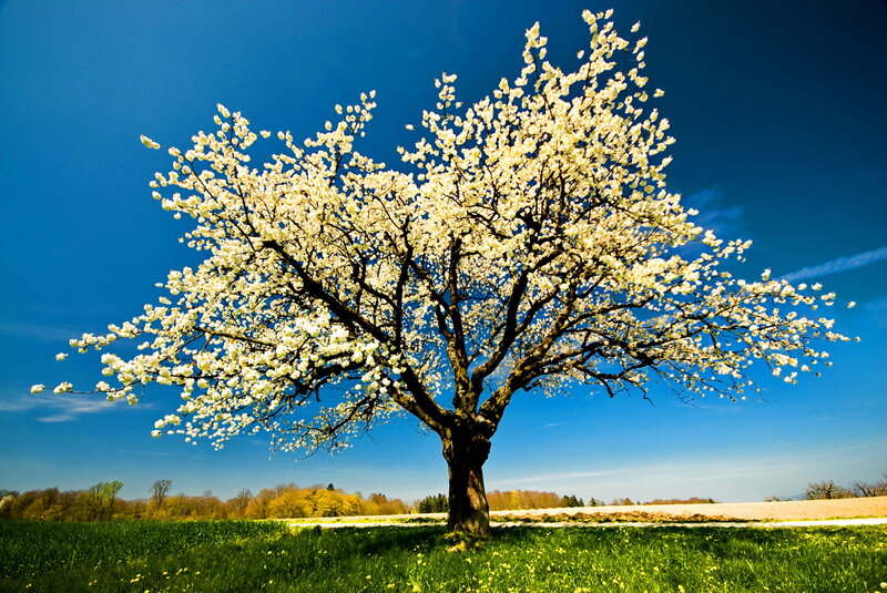 Blossoming Tree in Field — Blue