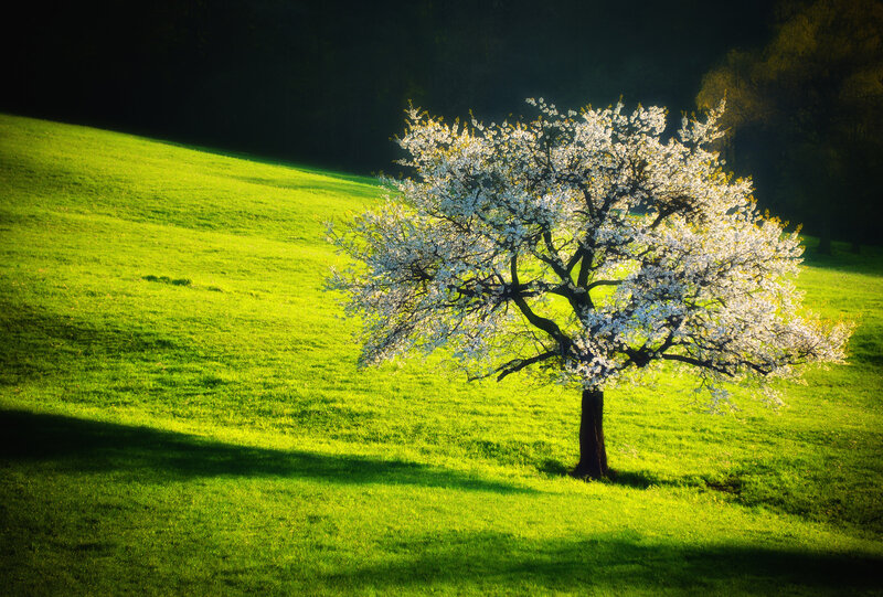 Blossoming Tree in Field — Green, Serene, Spring, Photograph, Grass, Sunlight
