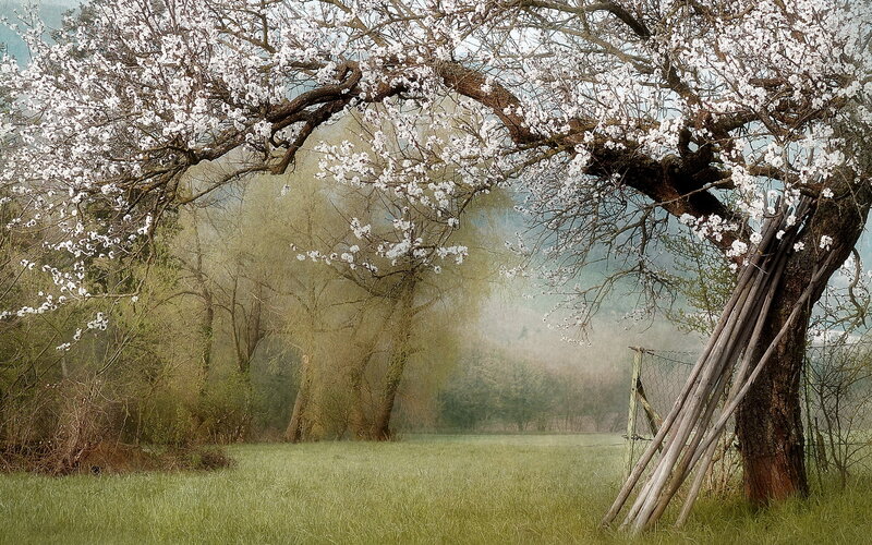 Blossoming Tree in Field — Green, Serene, Spring, Photograph, Grass