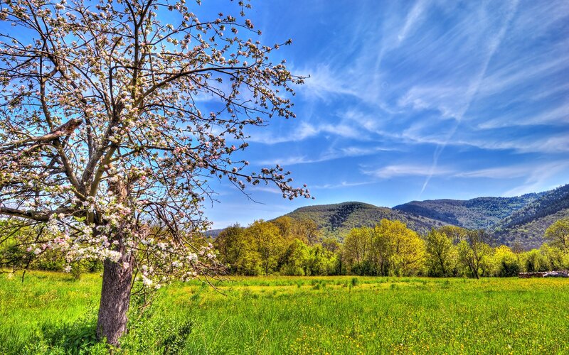 Blossoming Tree in Field — Green, Serene, Spring, Photograph, Mountains
