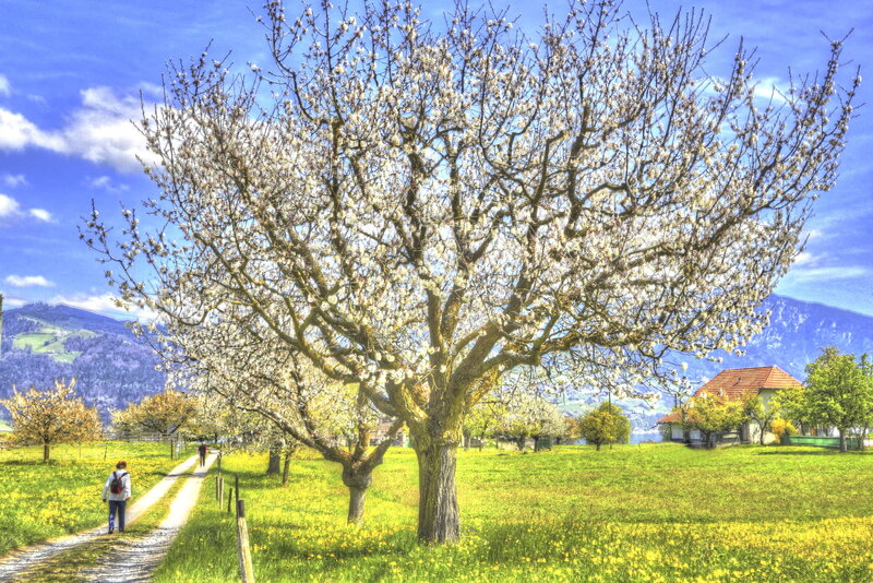 Blossoming Tree in Field — Green, Serene, Spring, Photograph, Path