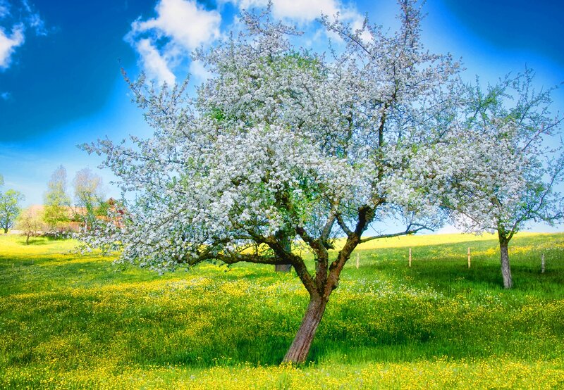 Blossoming Tree in Field — Green, Serene, Spring, Photograph, Sky