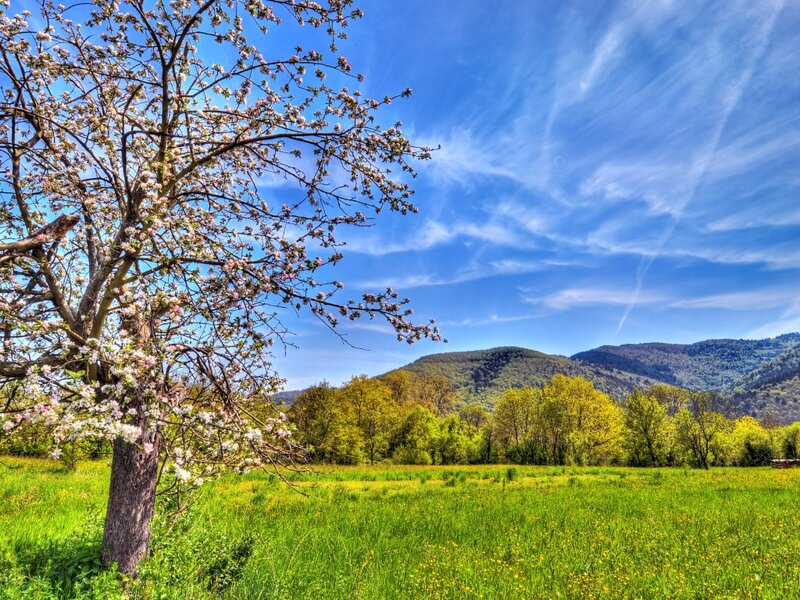 Blossoming Tree in Field — Green, Serene, Spring, Photograph