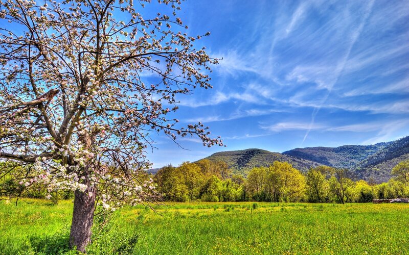 Blossoming Tree in Field — Green, Serene, Spring