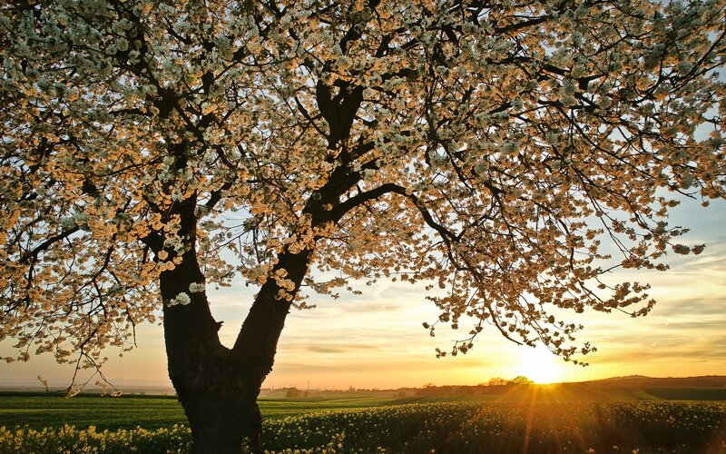 Blossoming Tree in Field — Green, Serene, Sunrise