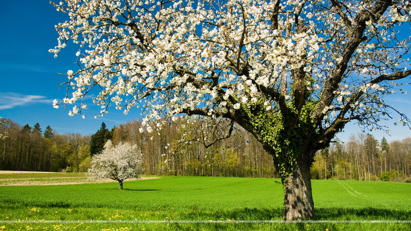Blossoming Tree in Field — Green, Serene