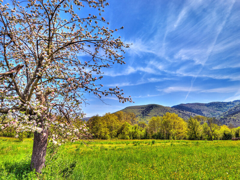 Blossoming Tree in Field — Green