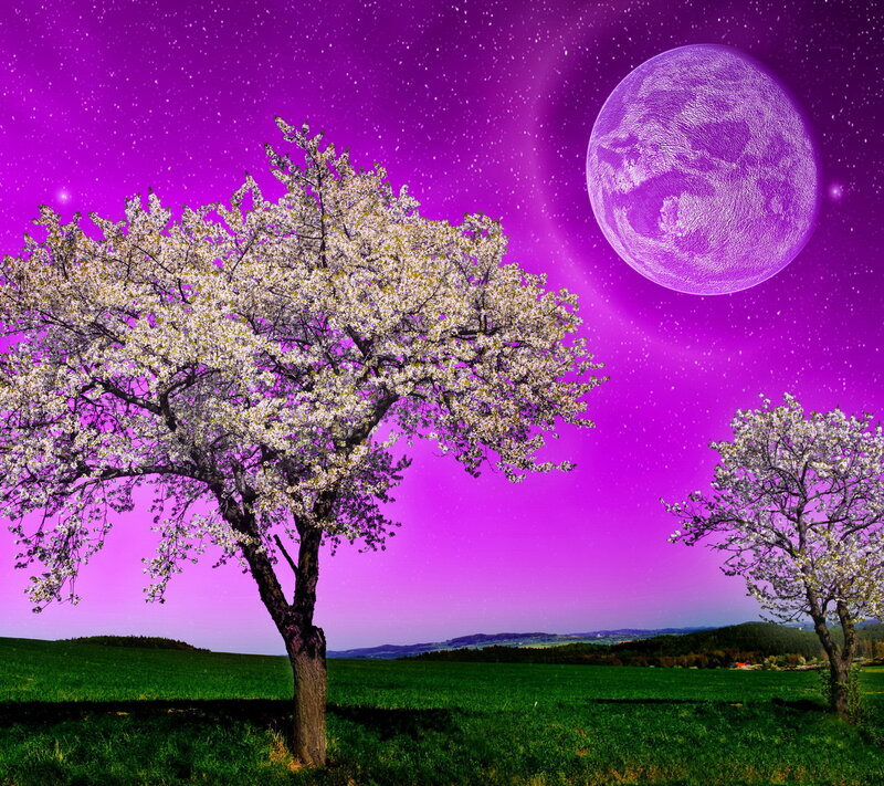 Blossoming Tree in Field — Purple