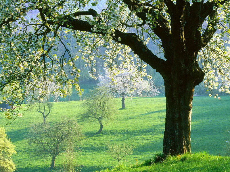 Blossoming Tree in Field