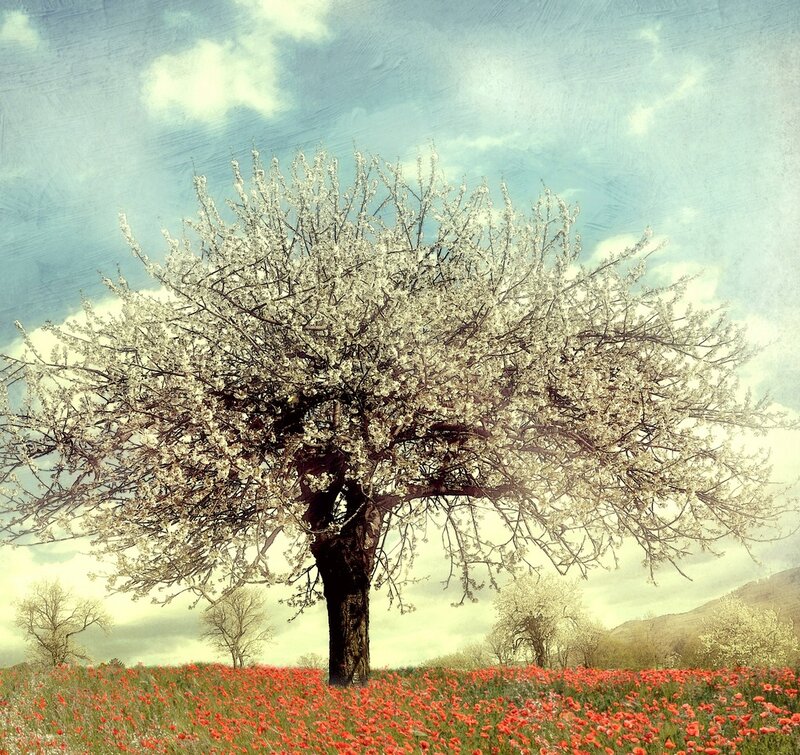 Blossoming Tree in Field — White, Serene