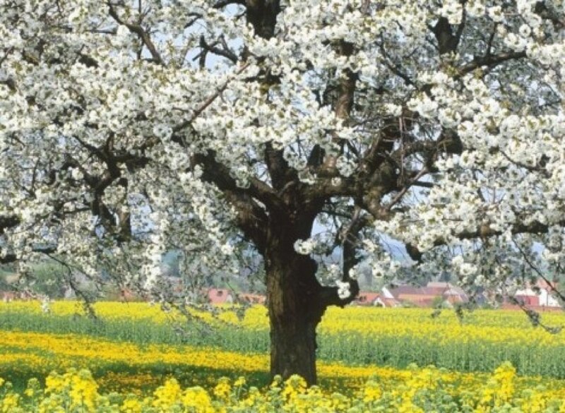 Blossoming Tree in Field — White