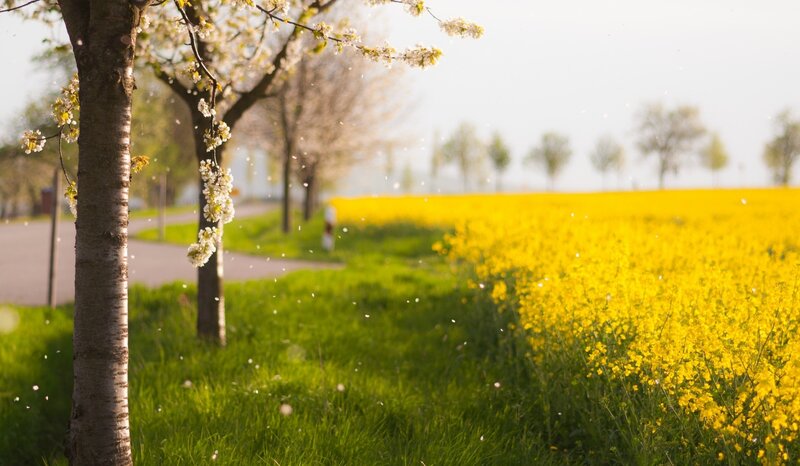 Blossoming Tree in Field — Yellow, Serene, Spring, Photograph