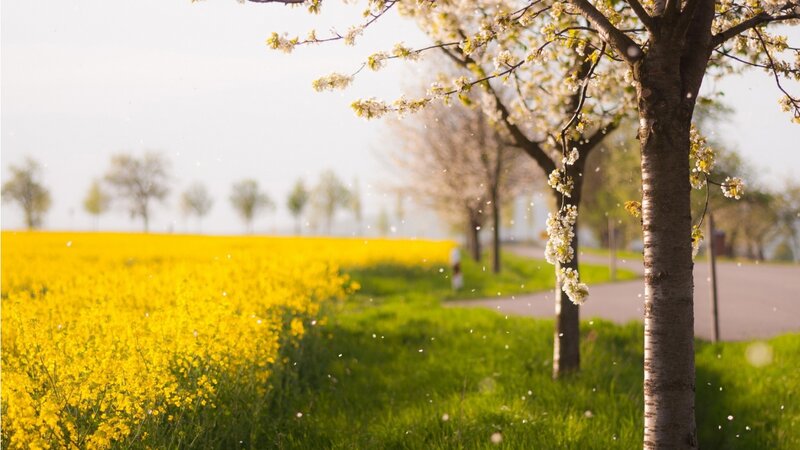 Blossoming Tree in Field — Yellow, Serene, Spring
