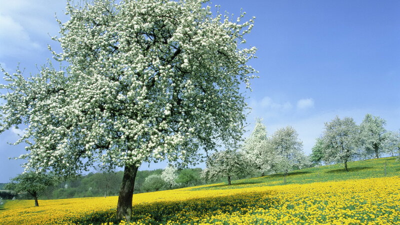 Blossoming Tree in Field — Yellow, Serene