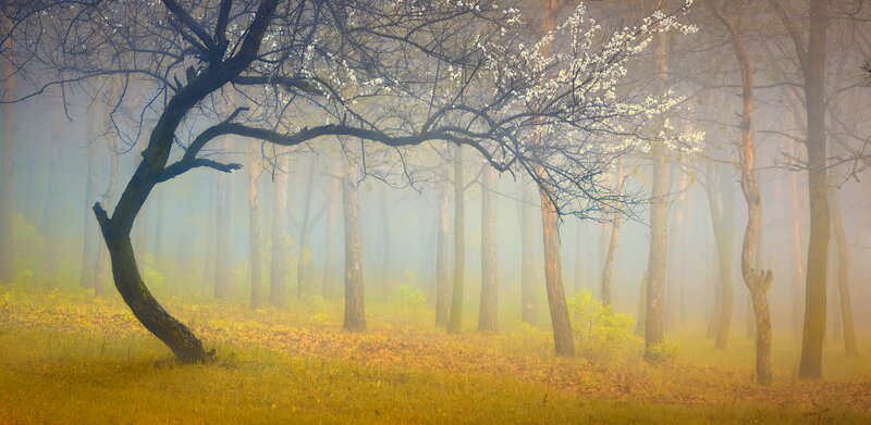 Blossoming Tree in Fog