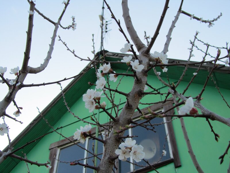 Blossoming tree in front of green house