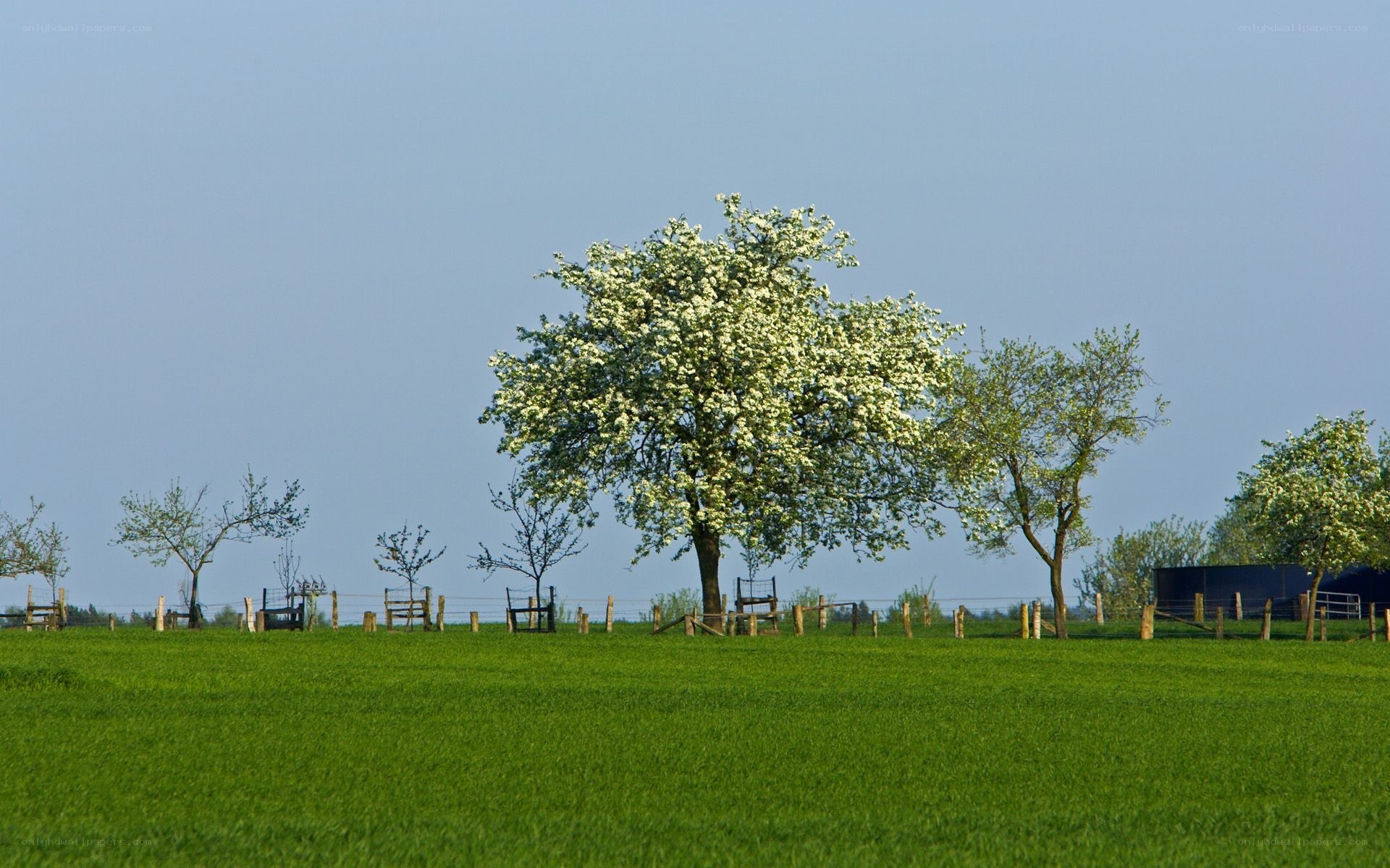 Blossoming tree in green field