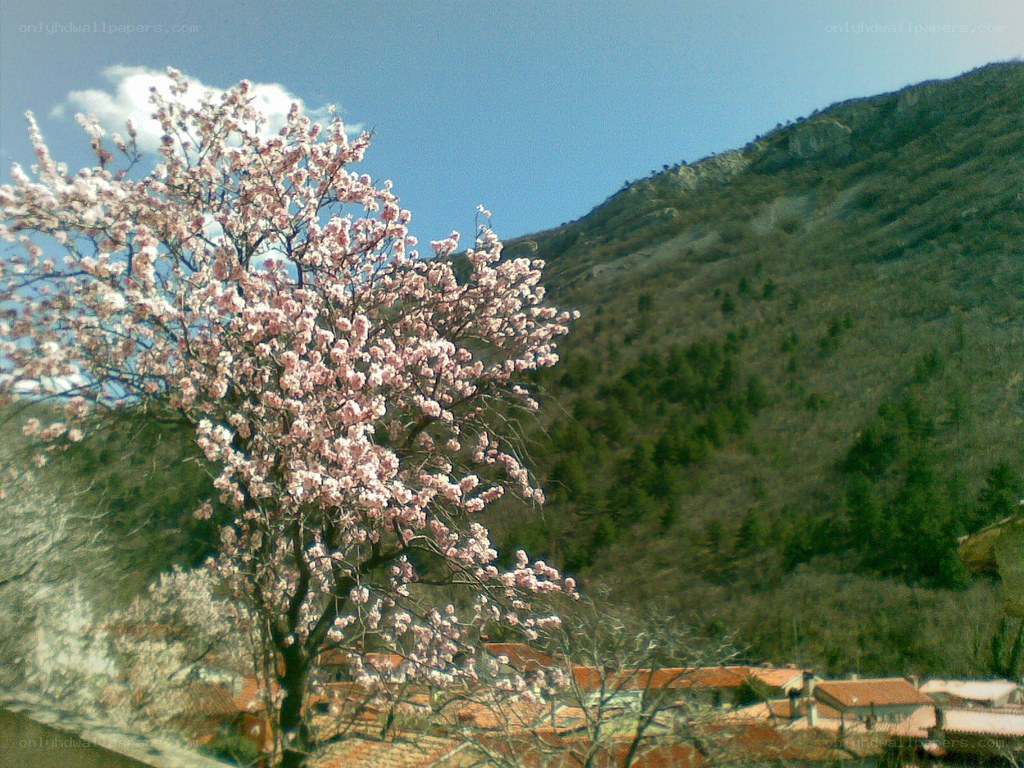 Blossoming tree in mountain village