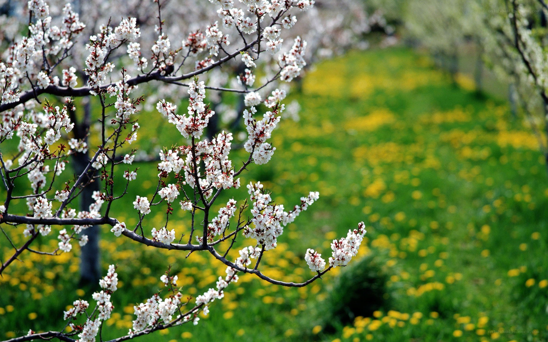 Blossoming tree in spring