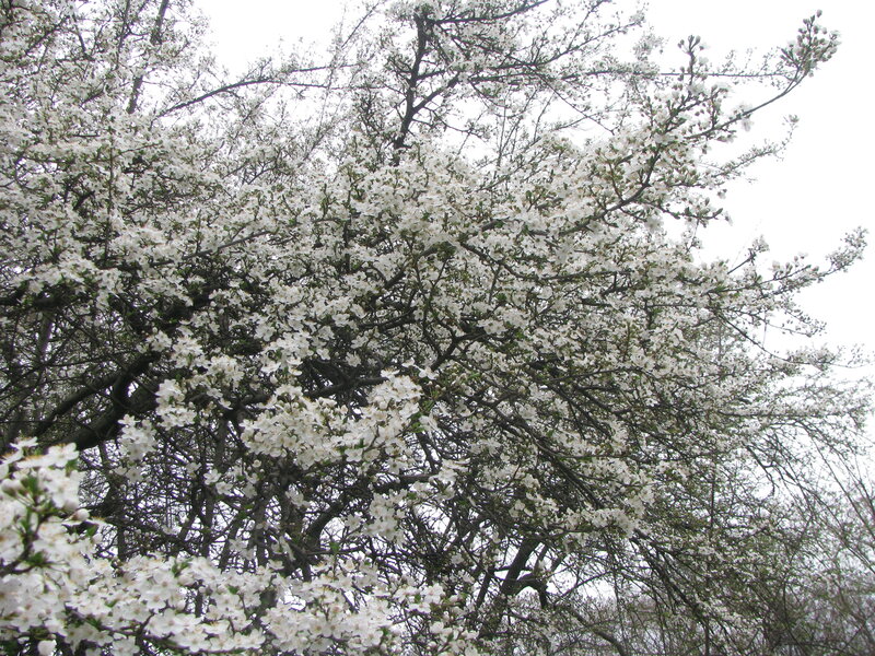 Blossoming tree in spring