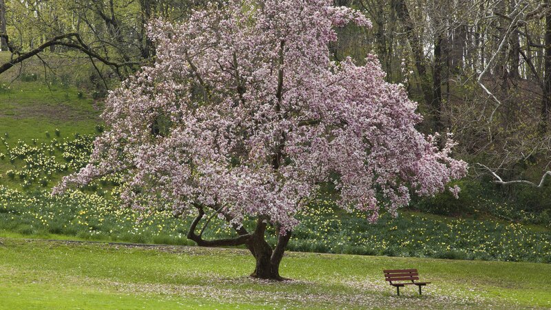Blossoming tree in spring park