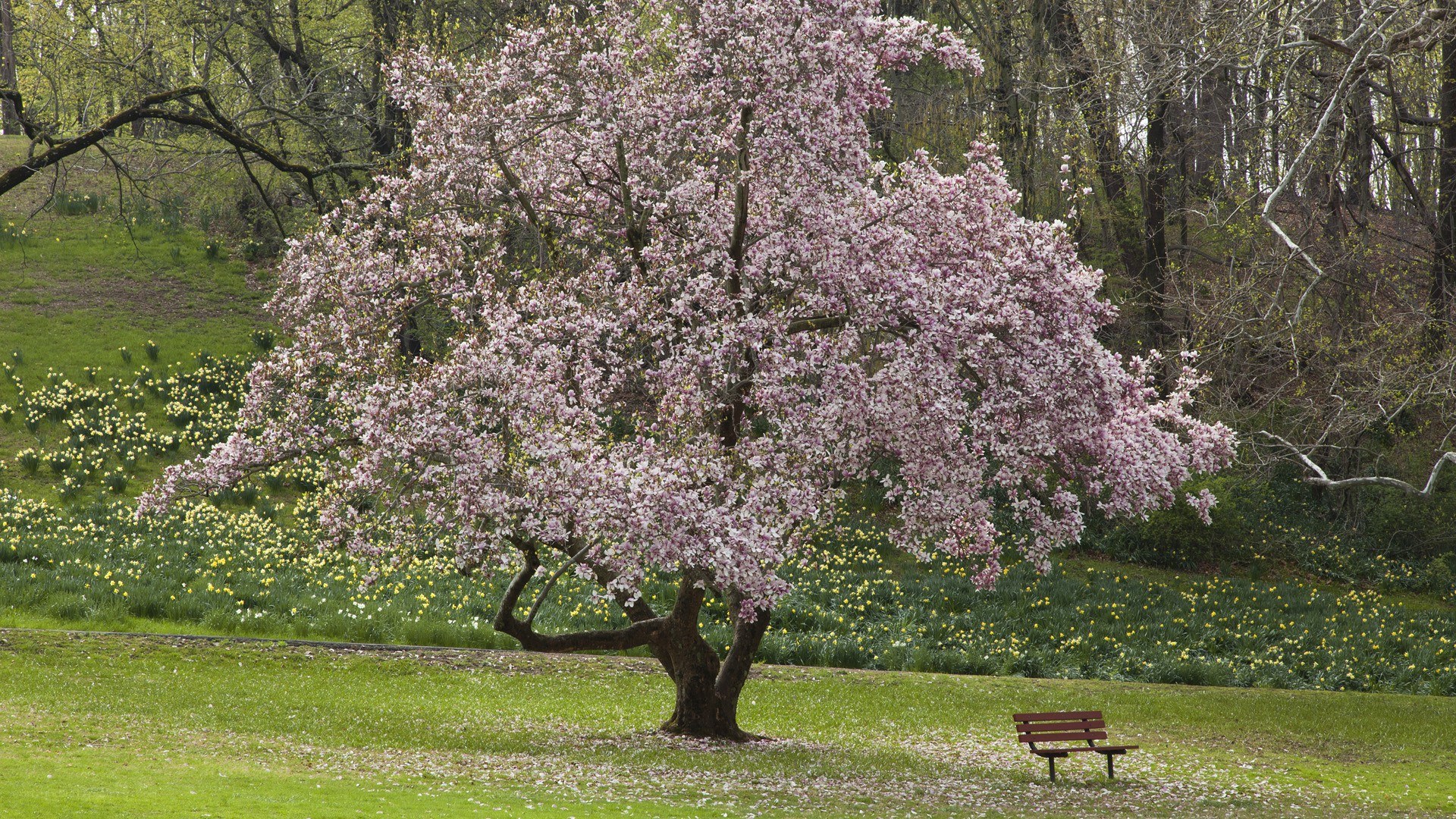 Blossoming tree in spring park