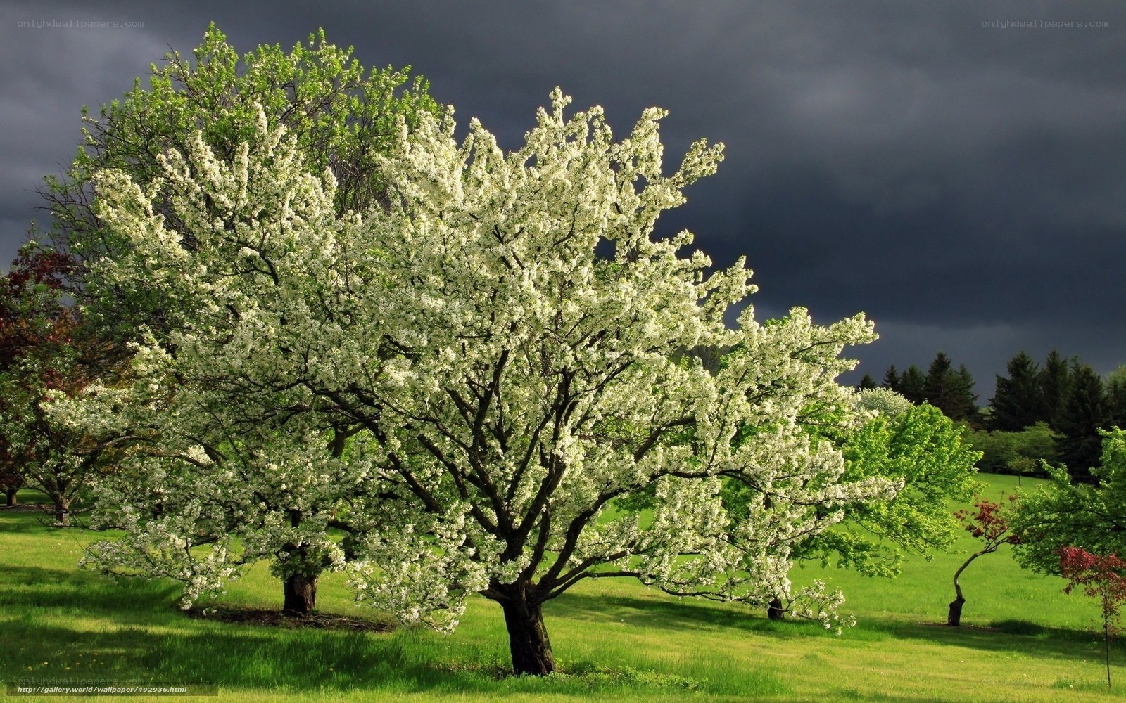 Blossoming tree in stormy sky