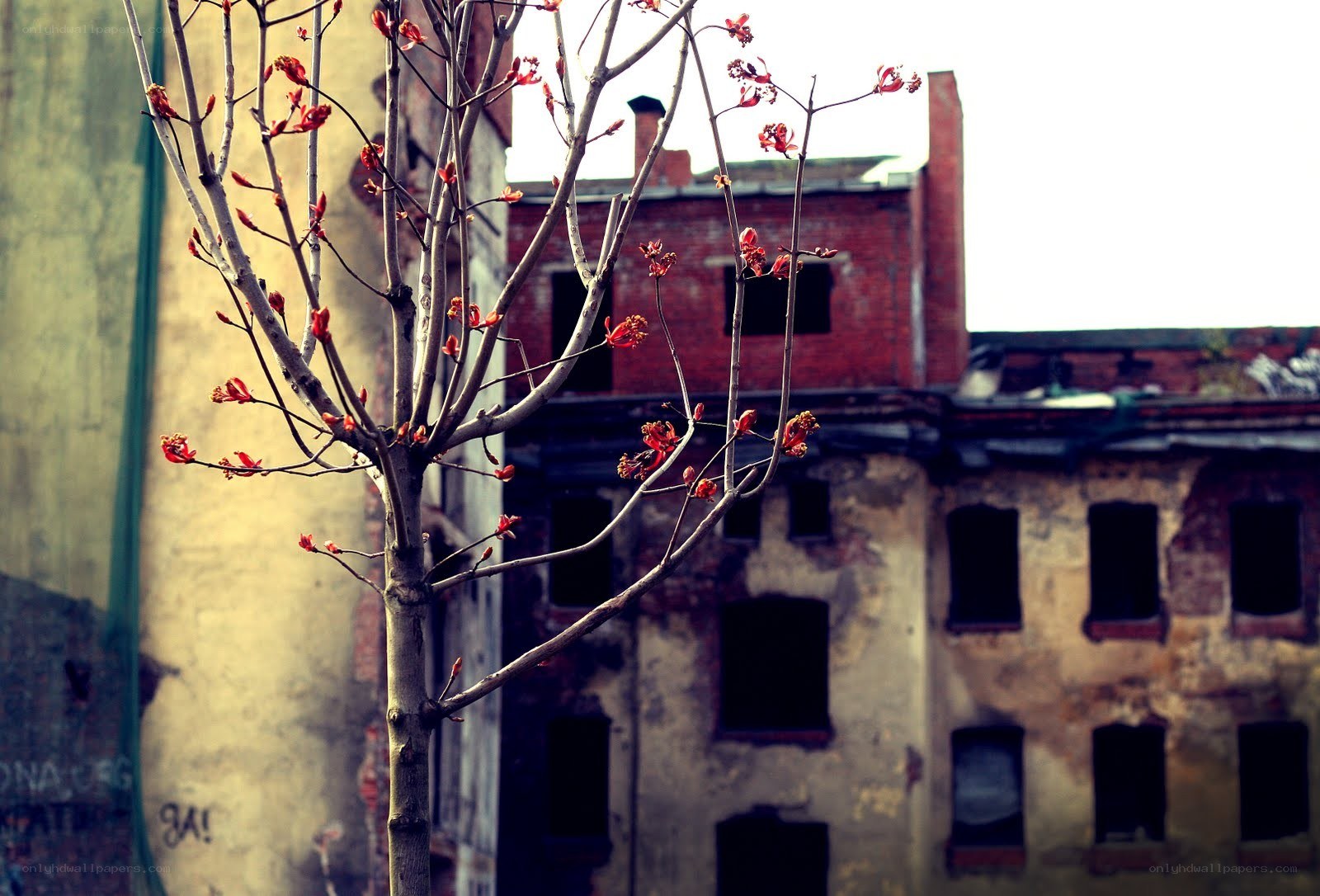Blossoming tree in urban decay