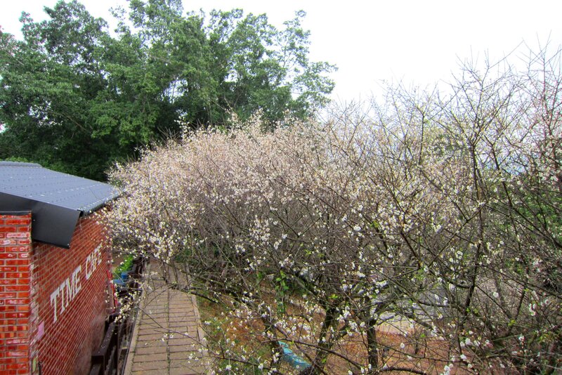 Blossoming Tree Near Building