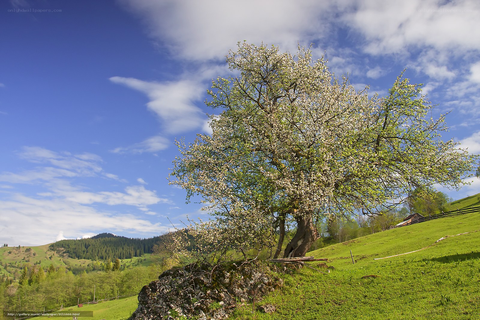 Blossoming tree on a green hill