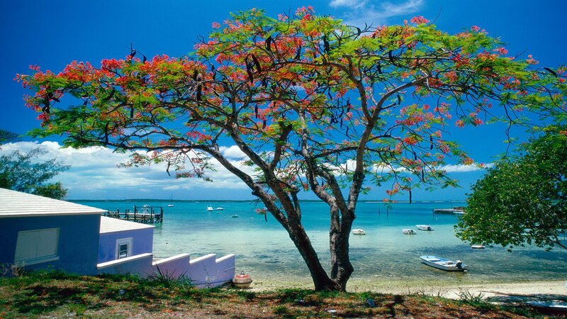 Blossoming Tree on Beach
