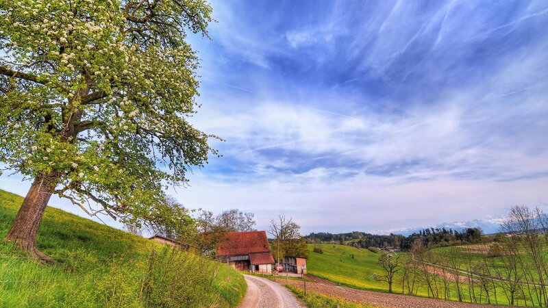 Blossoming Tree on Hill