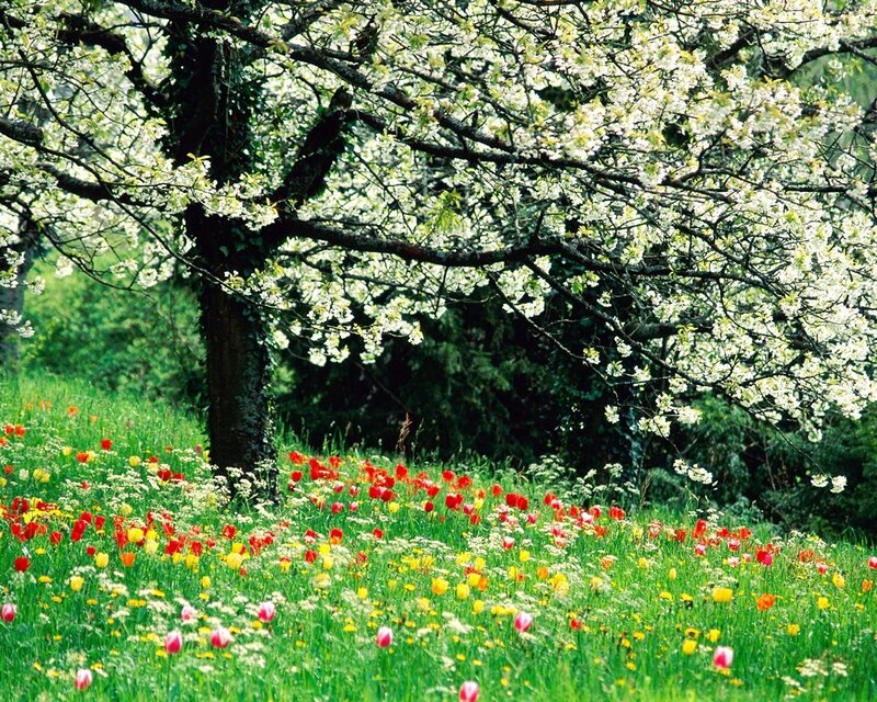 Blossoming Tree with Flowers