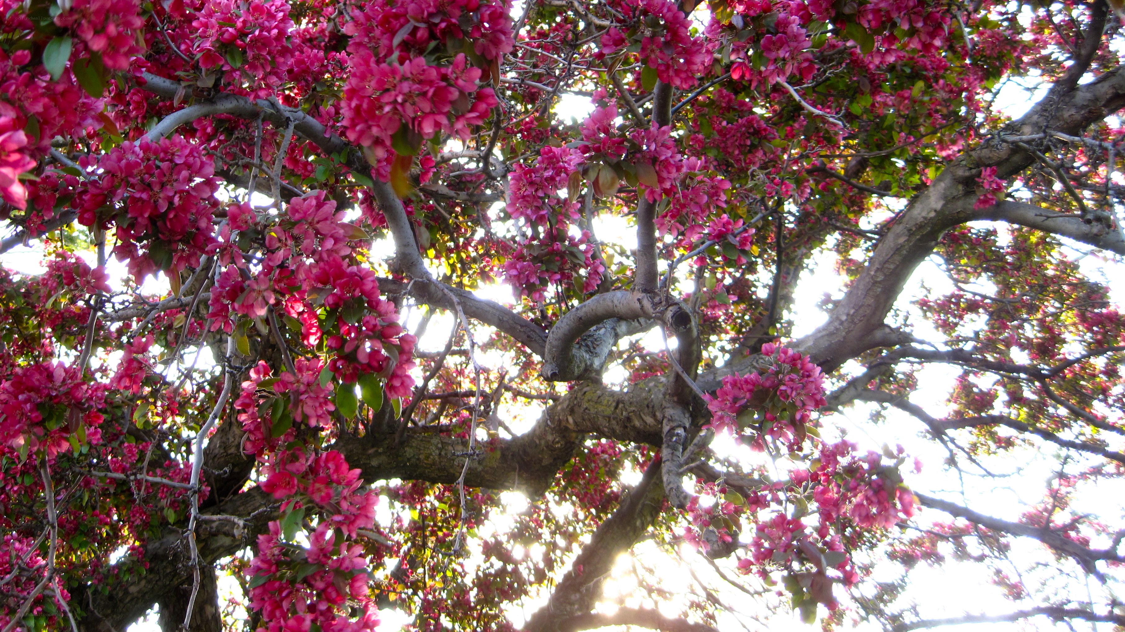 Blossoming tree with pink flowers